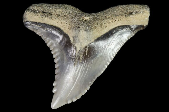 Hemipristis Shark Tooth Fossil - Virginia #96549